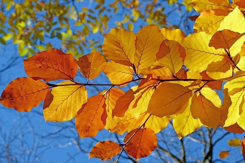 Shade-loving Plants
